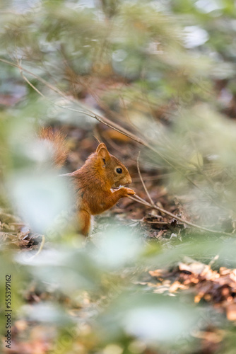 Cute Squirrel © Lars Junker