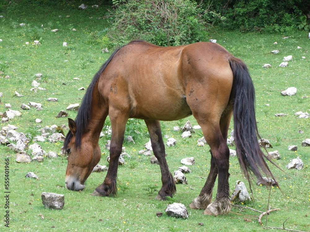 Fototapeta premium Cavalli stato brado