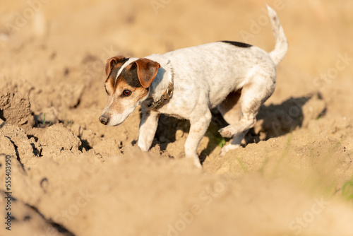 Jack Rusell Terrier dog is following a trail on a  field photo