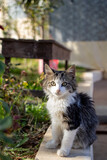 sweet cat portrait  in the garden