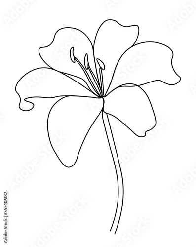 illustration of a flower. Line art flower. Lily flower line continuous . Minimalist art. One line drawing
