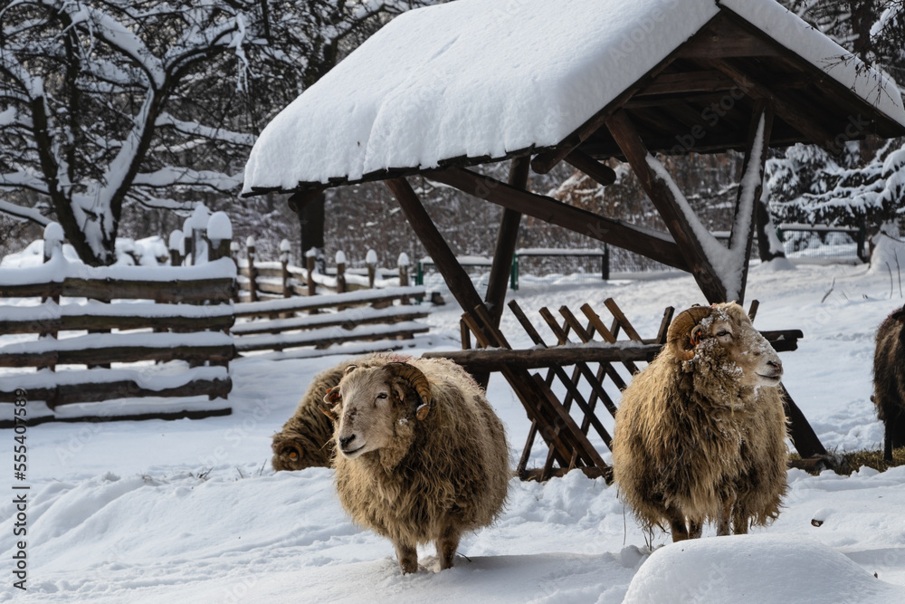 owce zima śnieg mróz wieś - obrazy, fototapety, plakaty 