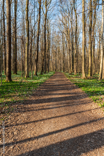 Early springtime forest with trail and clear sky in CHKO Poodri in Czech republic photo