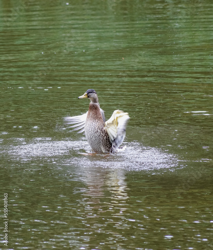 duck on the lake