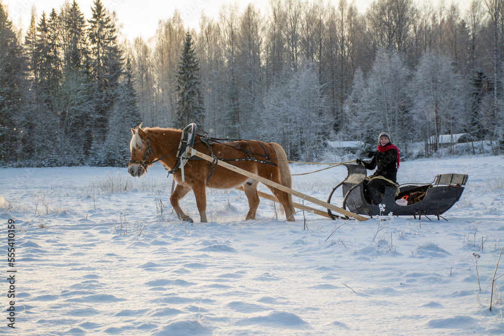 Woman with horse and sleigh in winter Woman with horse and sleigh in winter