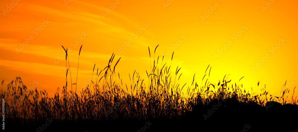 Yellow and orange sunset with ears of corn in the foreground...Beautiful orange sunset with silhouette of wheat.