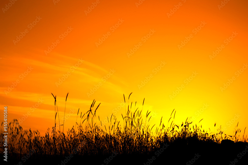 Yellow and orange sunset with ears of corn in the foreground...Beautiful orange sunset with silhouette of wheat.