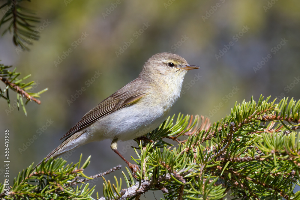 Obraz premium Willow Warbler