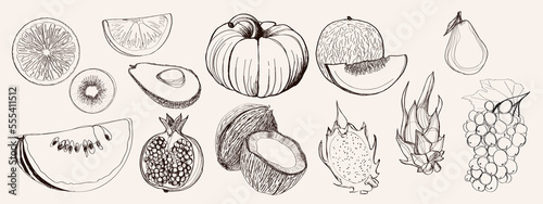 Graphic doodle drawn fruits in vector. 
