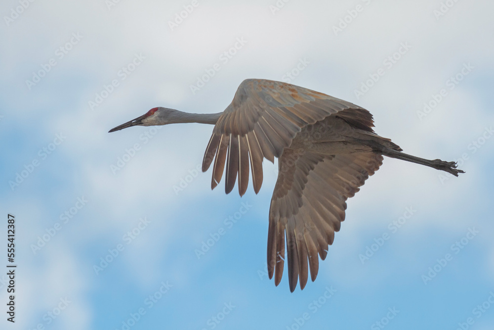 Obraz premium A Sandhill Crane Flies into The Clouds