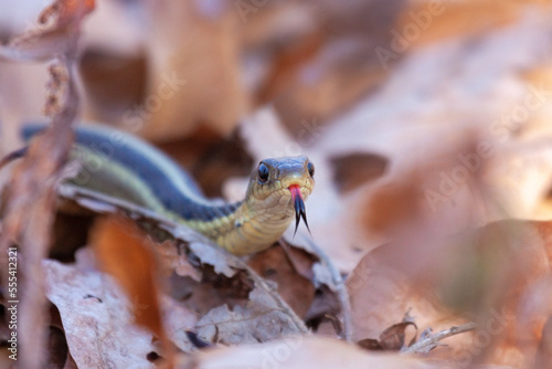 A garter snaketongue out in leaves photo