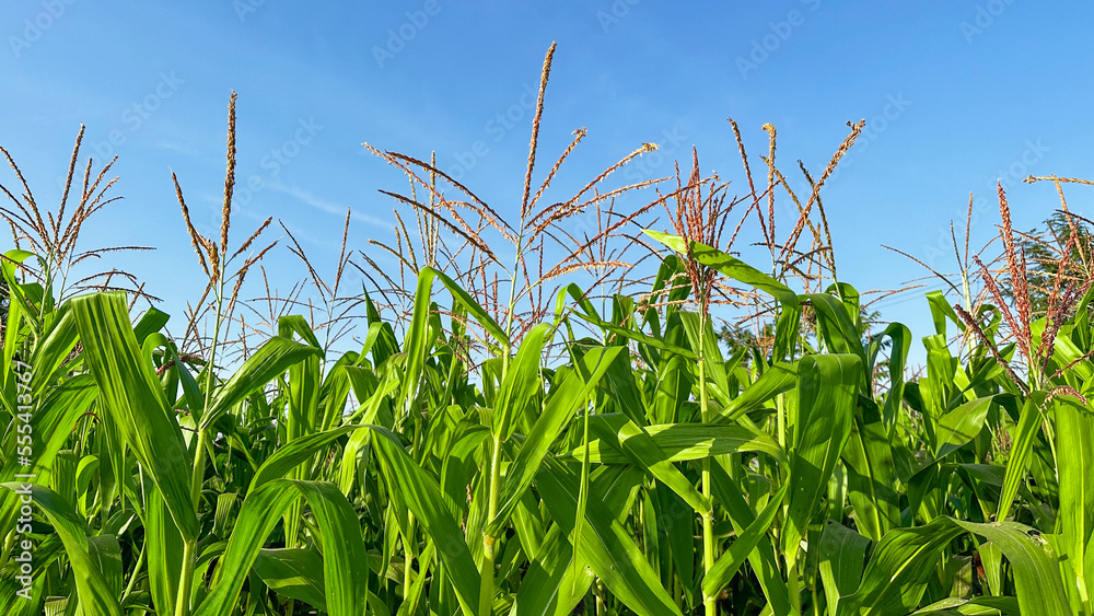 Naklejka premium Green corn trees with blue sky in background
