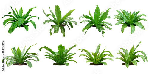 Fern bush with large green leaves. total 8 trees. white background. (png)