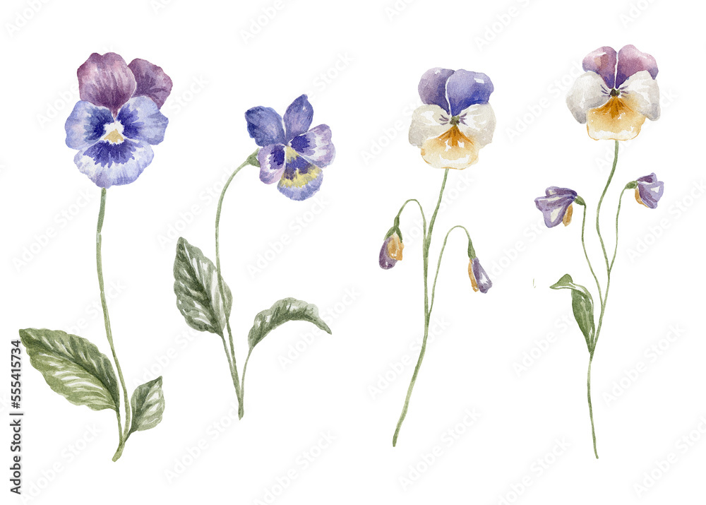 Watercolor Violet on the white Background. Birth Month Flower.
