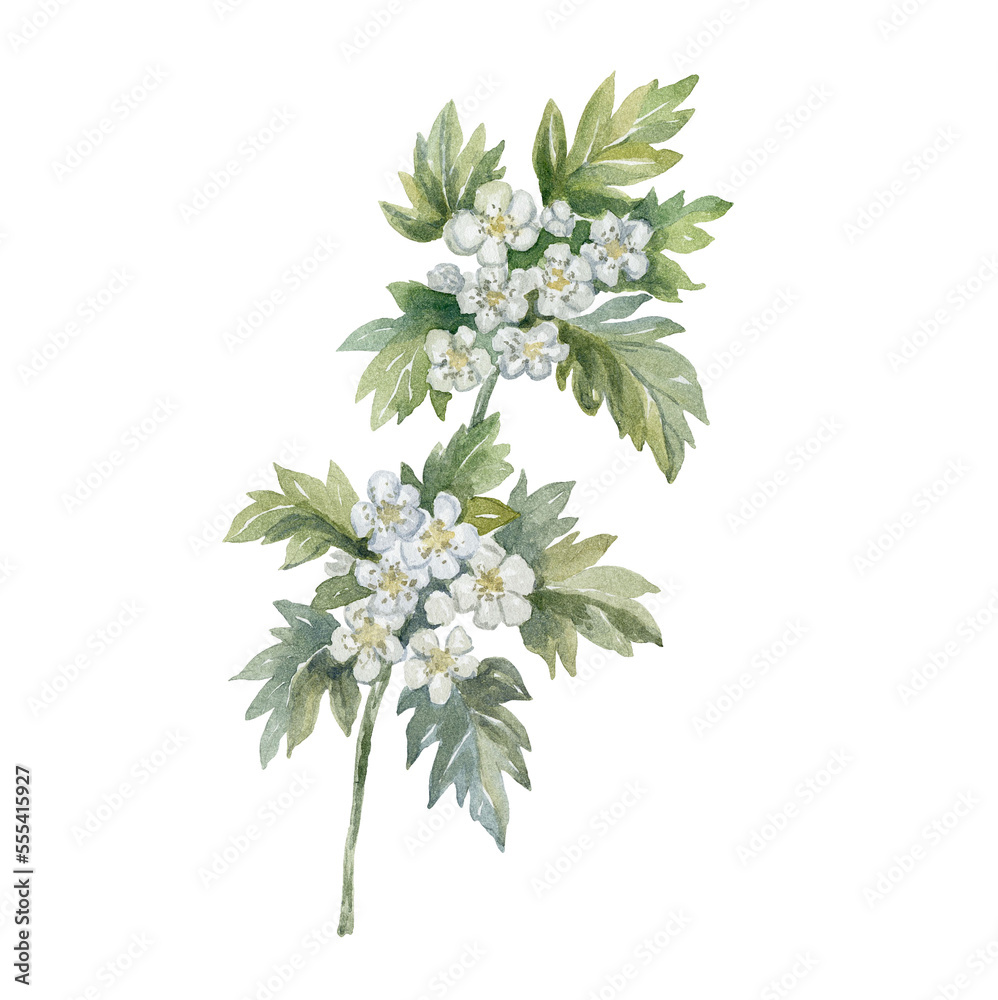 Watercolor Hawthorn on the white Background. Birth Month Flower. Stock