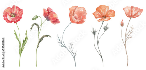 Watercolor Poppy on the white Background. Birth Month Flower.