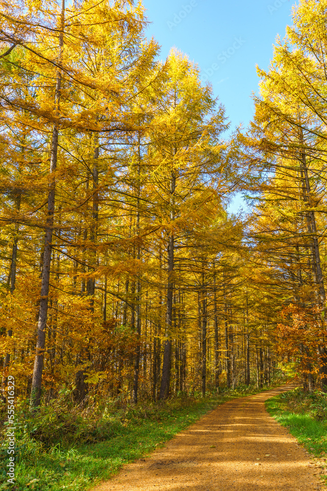Obraz premium 晩秋の美瑛 唐松の林道 北海道観光