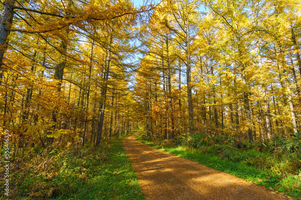 Obraz premium 晩秋の美瑛 唐松の林道 北海道観光