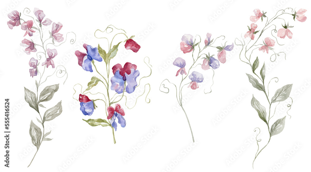 Watercolor Sweet Pea on the white Background. Birth Month Flower.