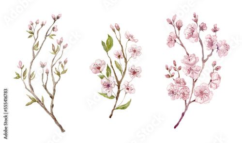 Watercolor Cherry, Sakura Blossom Elements on the White Background.