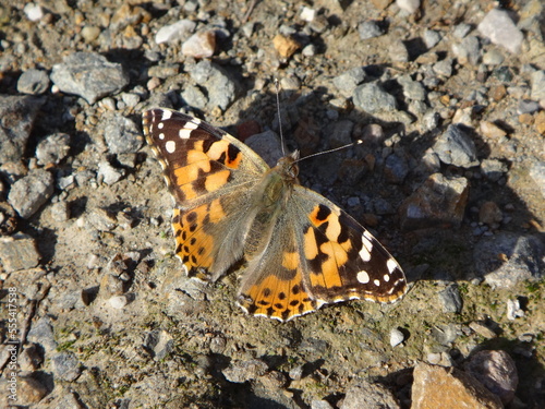 Painted lady (Vanessa cardui) butterfly basking in the autumn sun on rocky ground
