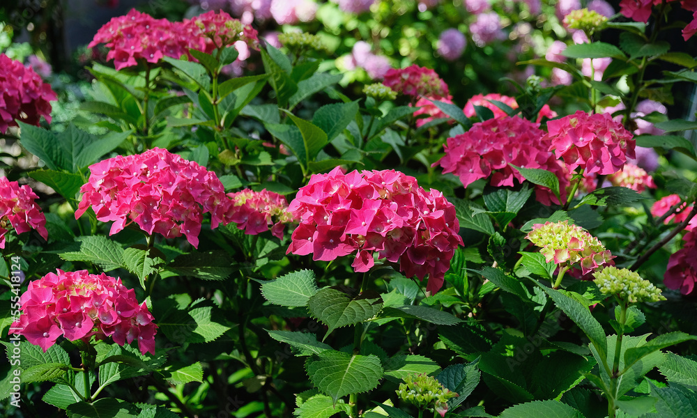 Hydrangea blooms in the summer garden Hydrangea blooms in the summer garden