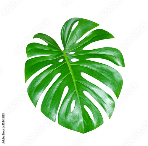 monstera leaf isolated on white background photo