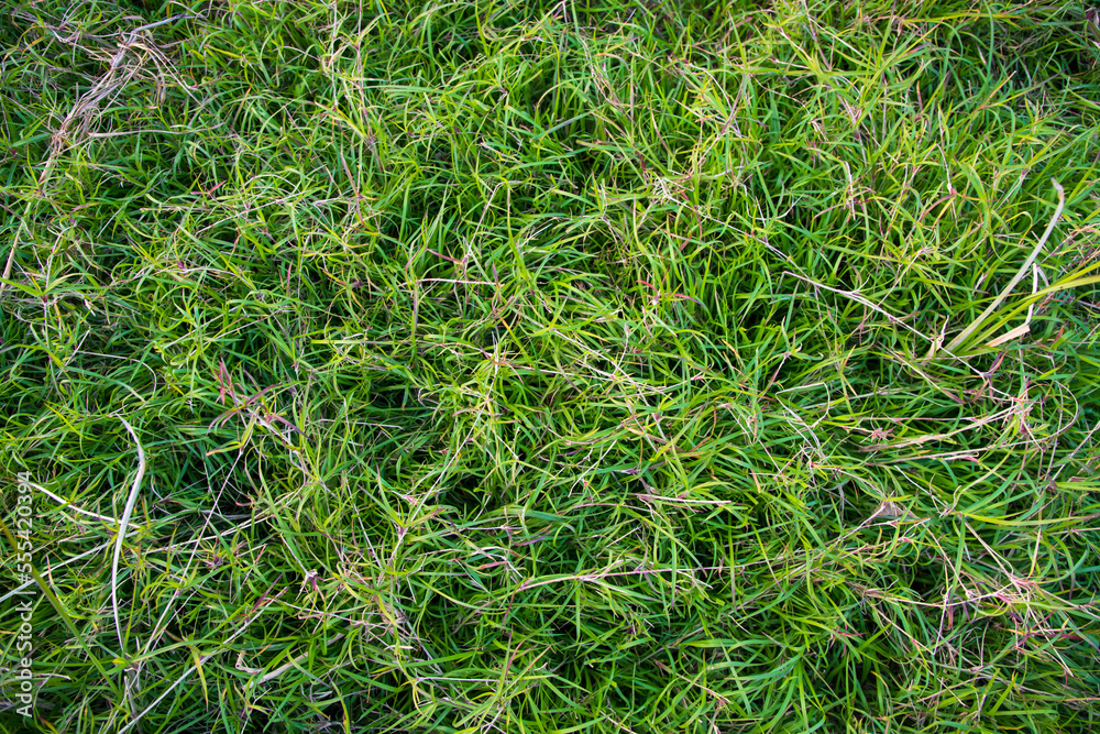 Evergreen grass pattern texture can be used as a background wallpaper Evergreen grass pattern texture can be used as a background wallpaper