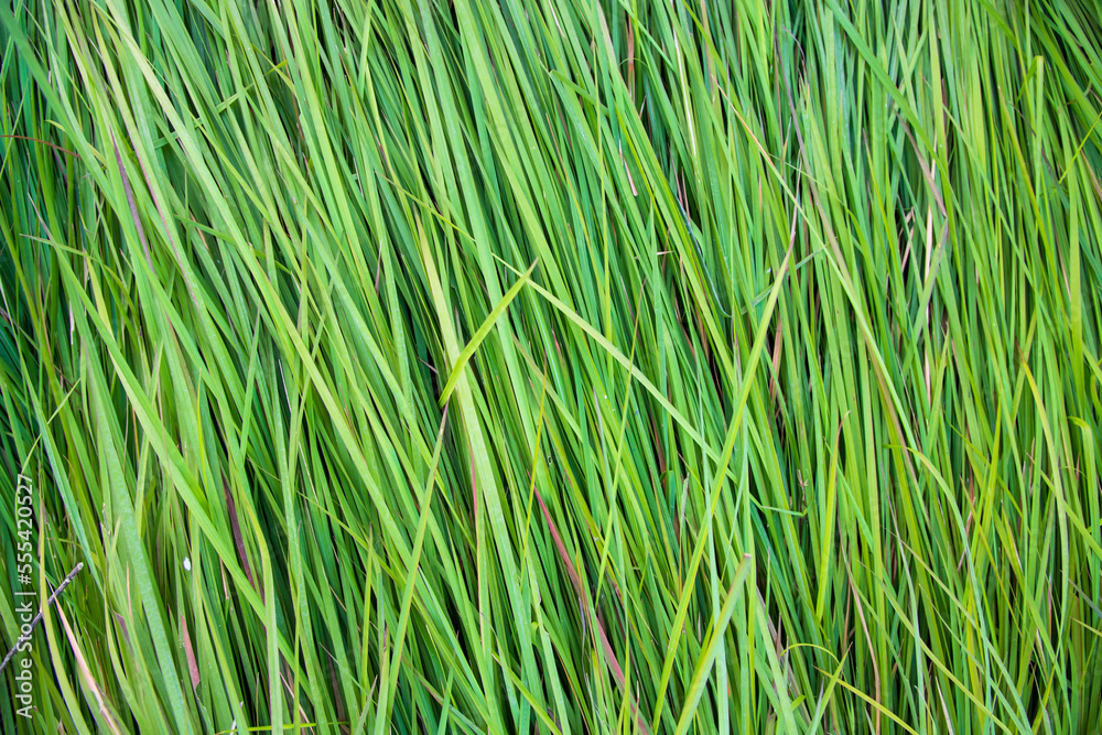 Obraz premium Close-up Green long grass pattern texture can be used as a natural background wallpaper