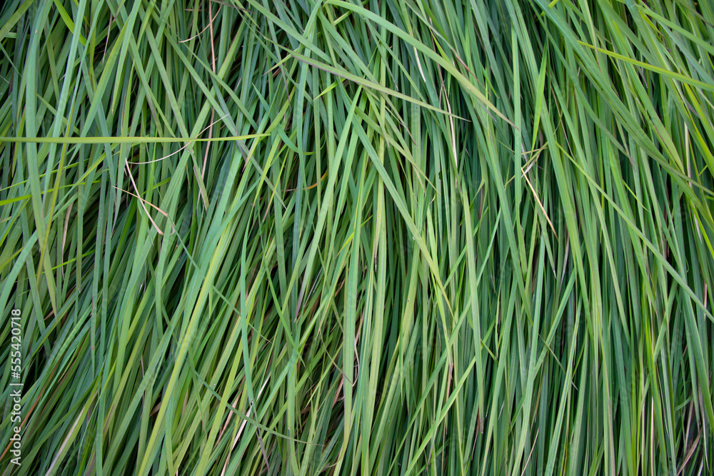 Close-up Green long grass pattern texture can be used as a natural background wallpaper Close-up Green long grass pattern texture can be used as a natural background wallpaper