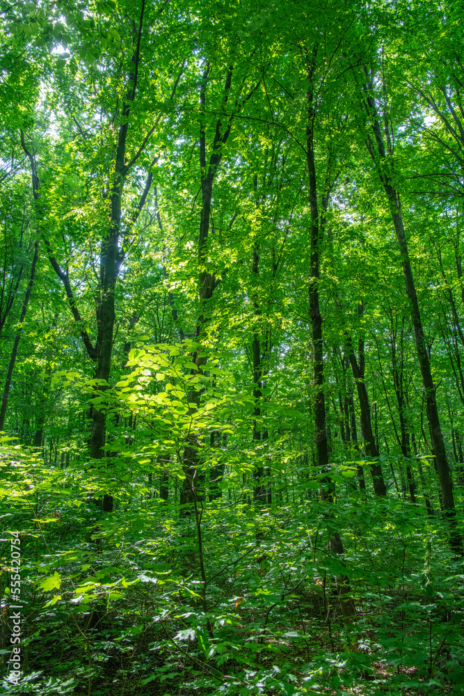 Fototapeta premium Sunlight in the green forest, spring time