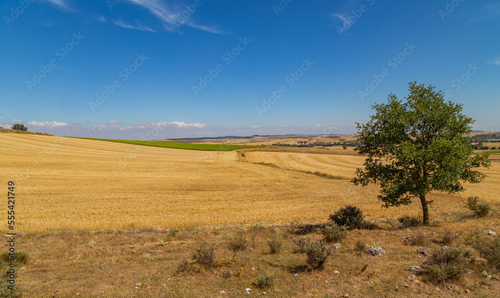 Fototapeta premium view of a crop field in Spain