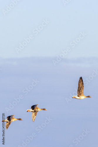 Flock with White-fronted geese on the sky © Lars Johansson