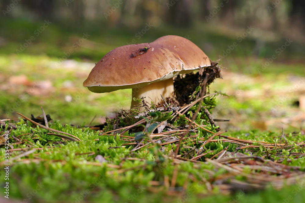Steinpilz im Herbstwald - a beautiful cep in the autumn forest with many colorful leaves Steinpilz im Herbstwald - a beautiful cep in the autumn forest with many colorful leaves