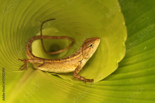 An emerald tree skinks is sunbathing on a young banana leaf. This bright green reptile has the scientific name Lamprolepis smaragdina. photo