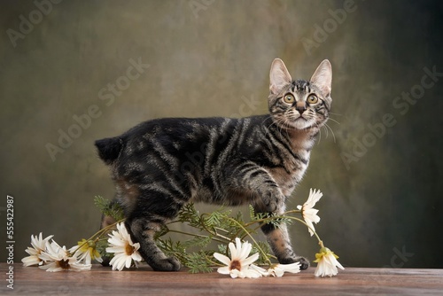 Fotografija happy playing cat. Funny Kurilian bobtail on a green background.