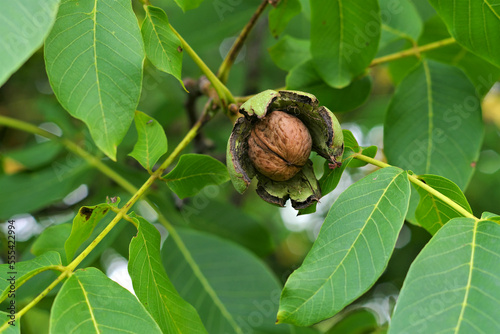 ein Walnussbaum mit reifen Nüssen  -a walnut tree with many nuts