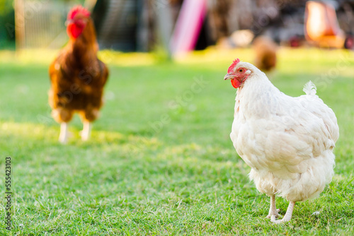 Single white chook hen standing on lawn on aussie farm