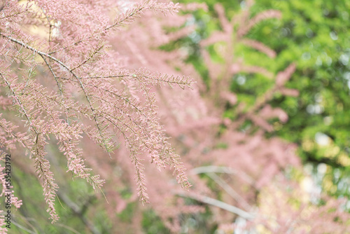 Blooming branches of tamarisk in park. Spring background with pink photo