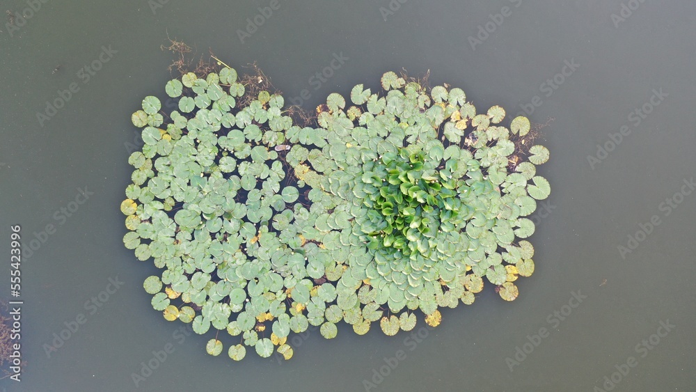 Water lily. What do water lilies look like. Water lilies on the lake in their natural environment. Wildlife. Lake with water lilies. Water lily. What do water lilies look like. Water lilies on the lake in their natural environment. Wildlife. Lake with water lilies.
