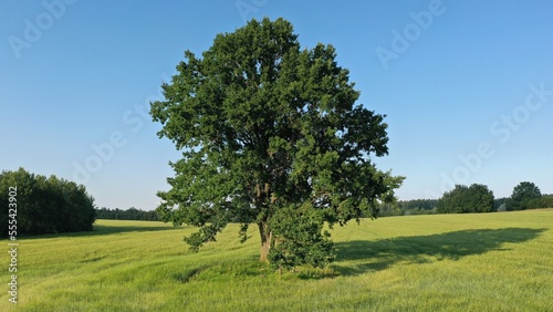 A mighty lone old oak in the middle of a field. Old oak. Perennial tree. Centennial tree. Oak tree with children's swing. Antique oak with a swing. Huge tree from childhood.