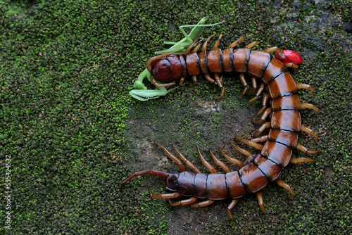 A centipede is eating a praying mantis on a rock overgrown with moss. This multi-legged animal has the scientific name Scolopendra morsitans photo