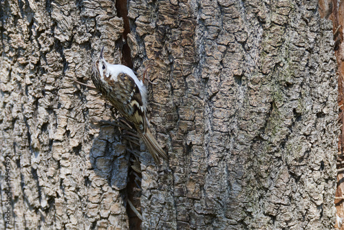 Gartenbauml  ufer an einem Baum beim Nestbau 