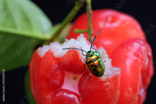 A harlequin bug is looking for food in a bunch of water apples. This insect has the scientific name Tectocoris diophthalmus. photo