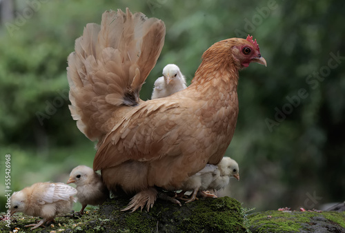 An adult hen resting with her chicks on a rock overgrown with moss. This animal has the scientific name Gallus gallus domesticus.