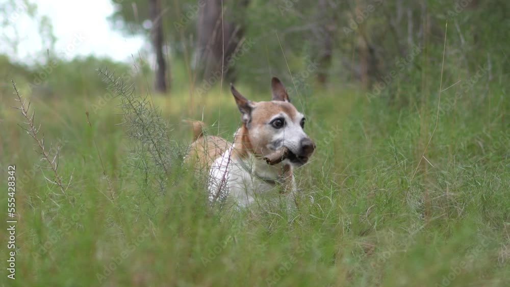 Jack russell terrier dog wagging its tail, looking at the camera, playing with a stick. Walking dogs in a nature. Jack russell terrier dog wagging its tail, looking at the camera, playing with a stick. Walking dogs in a nature.