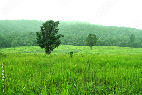 Meadow and mountain at Khao Yai National Park, Thailand