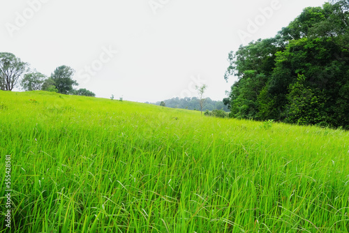 Meadow on hill at Khao Yai National Park, Thailand