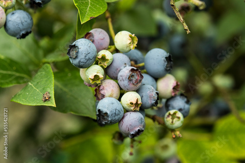 Vaccinium corymbosum - highbush blueberry photo