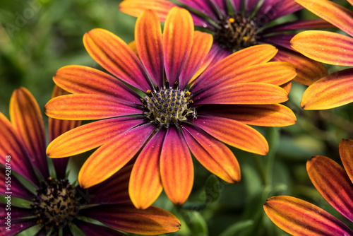 Osteospermum  Purple Sun  